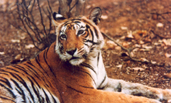 Tigre de Sariska