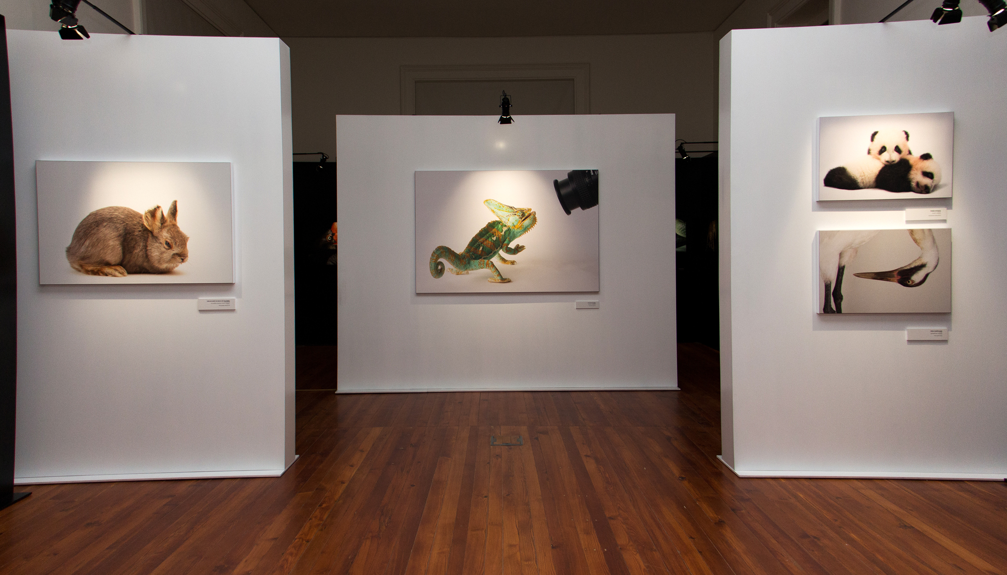 Exemplos de retratos da mostra "Photo Ark" até abril na Galeria da Biodiversidade.