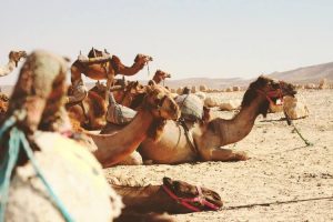 Passear de camelo nas dunas de Erg Chebbi é uma das experiências que a viagem a Marrocos oferece.