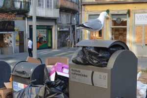 O lixo urbano serve de alimento às gaivotas.